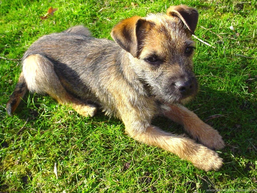 Border Terrier