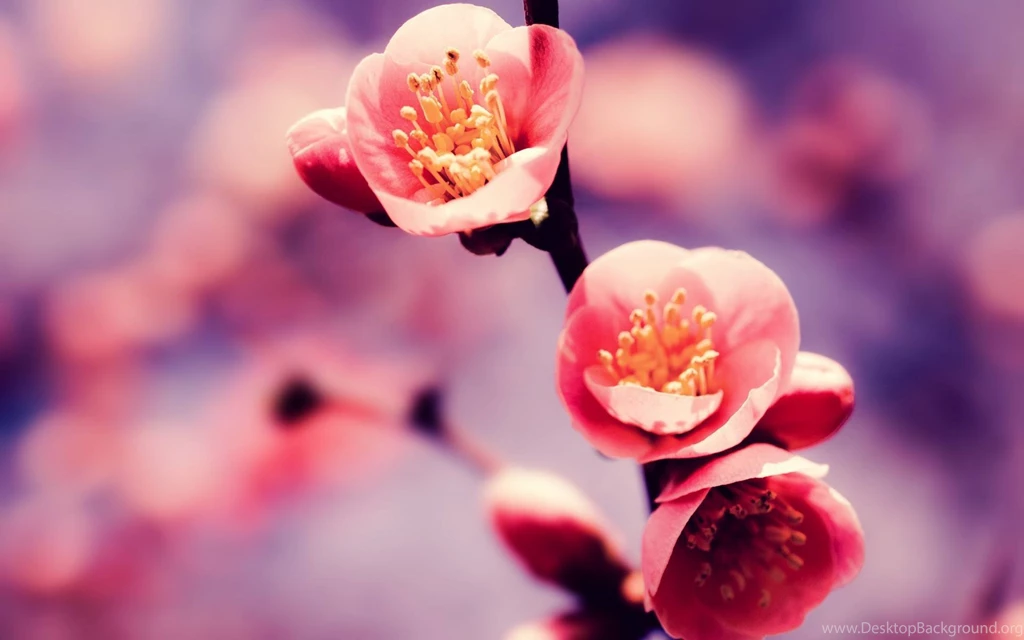 Nature Cherry Blossom Pink Sakura Spring Blossoms Wallpapers ...