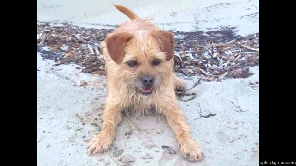 Amazing Dog Tricks By Deni The Border Terrier YouTube