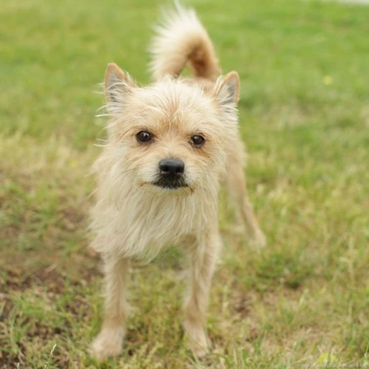 Why Hello Arnie Border Terrier Mix Toronto Animal Services ...