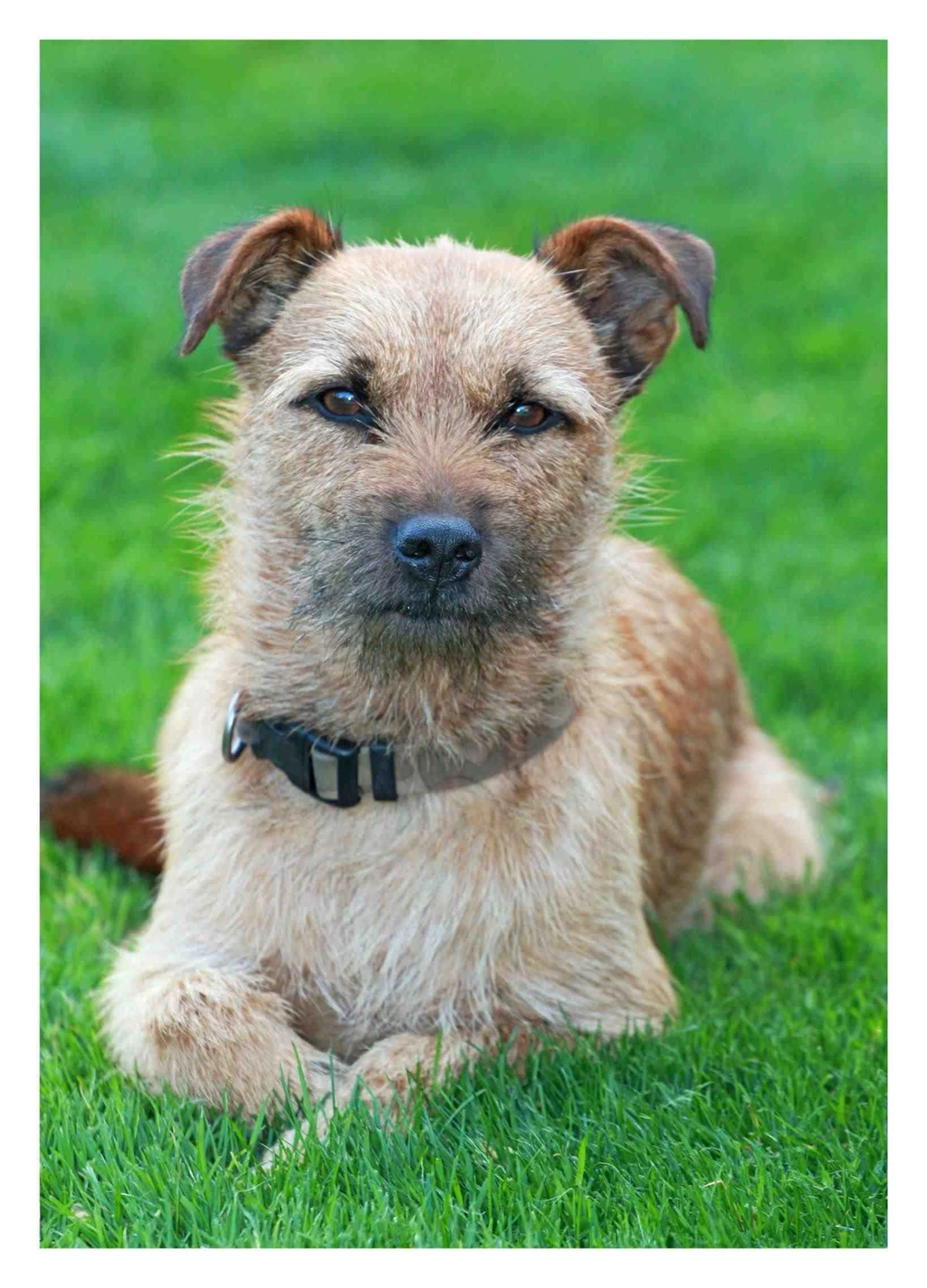 Jack Russell Cross Border Terrier › Mumet.co