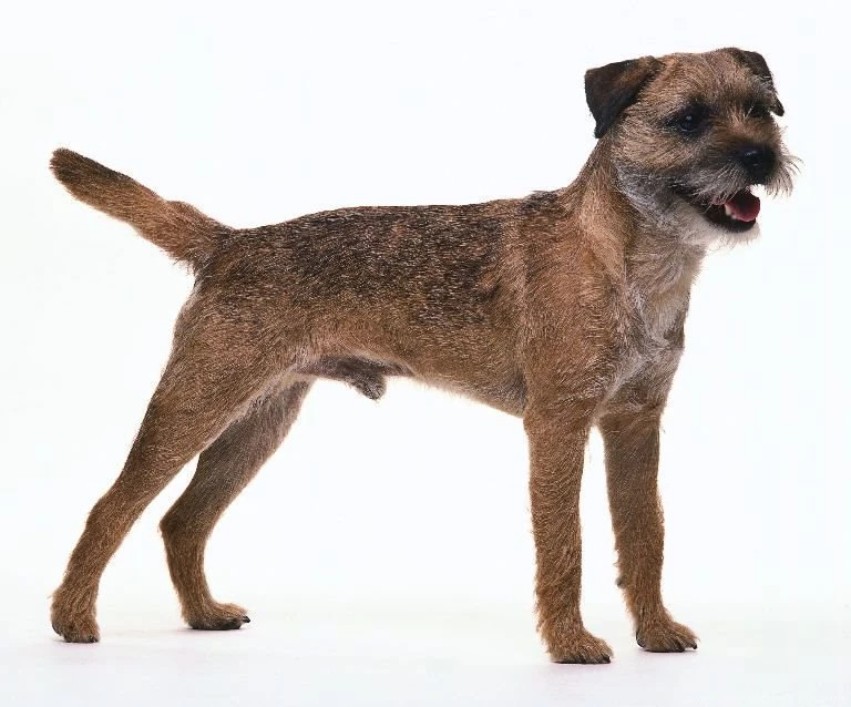 Borderterrier Related Keywords & Suggestions Borderterrier Long ...