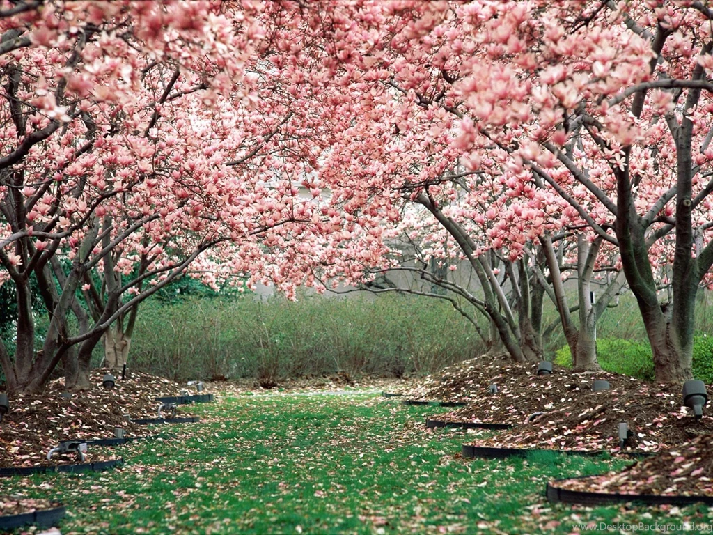 Sakura Tree Cherry Tree In Blossom Polyvore