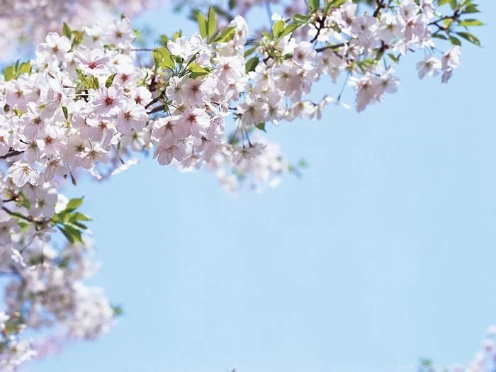 White Cherry Blossom Wallpapers 12 Wallcoo.net