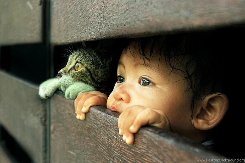 Situations, Innocence, Child, Cat, Friend, Mood, Hope, Wallpapers Hd