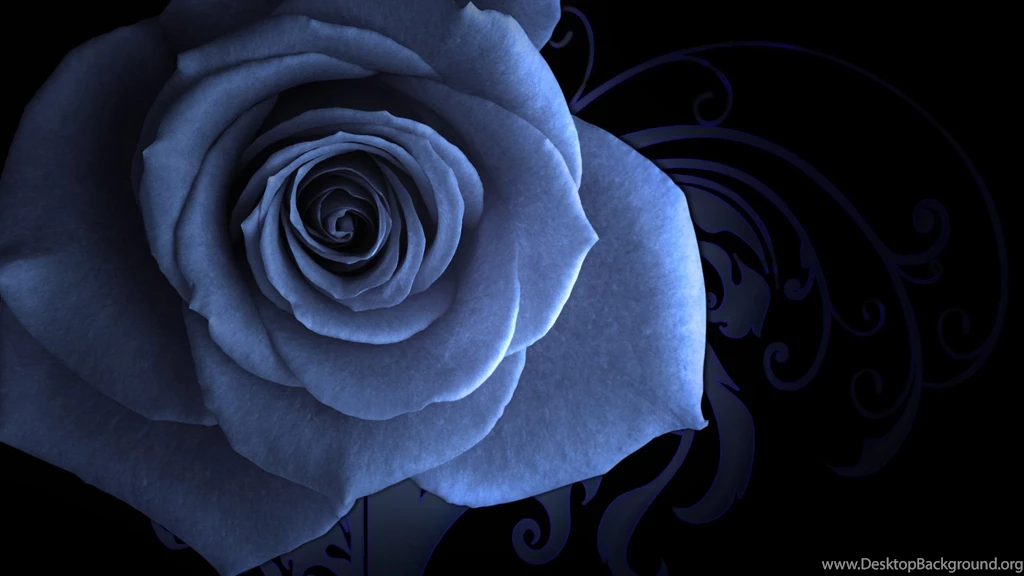 Blue Rose On A Beautiful Backgrounds Wallpapers And Images ...