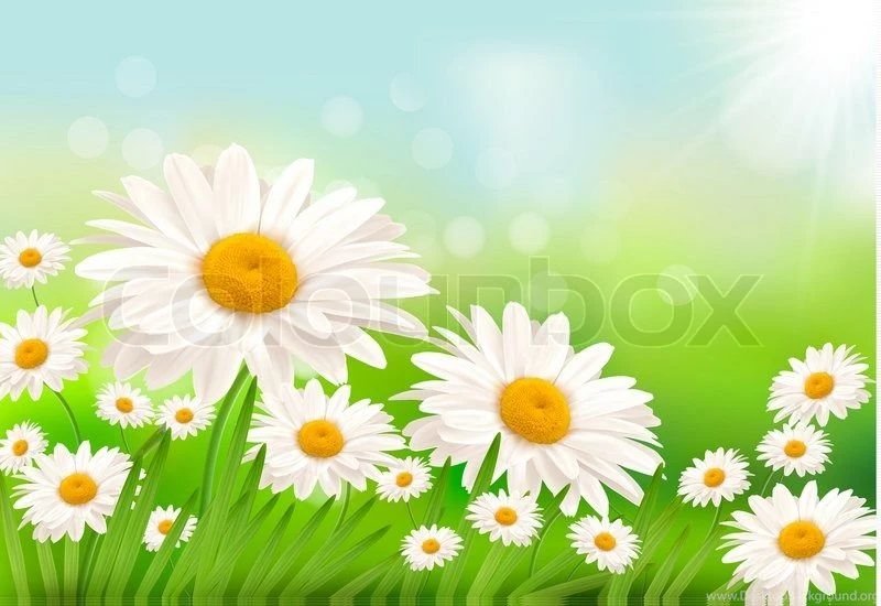 Beautiful Backgrounds With Grass And Daisies Stock Photo