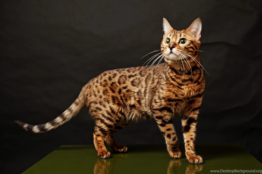 A Selection Of 7 Images Of Bengal Cats In HD Quality