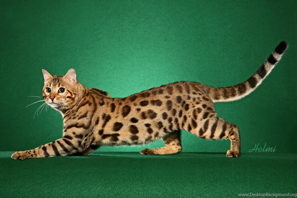 A Selection Of 7 Images Of Bengal Cats In HD Quality