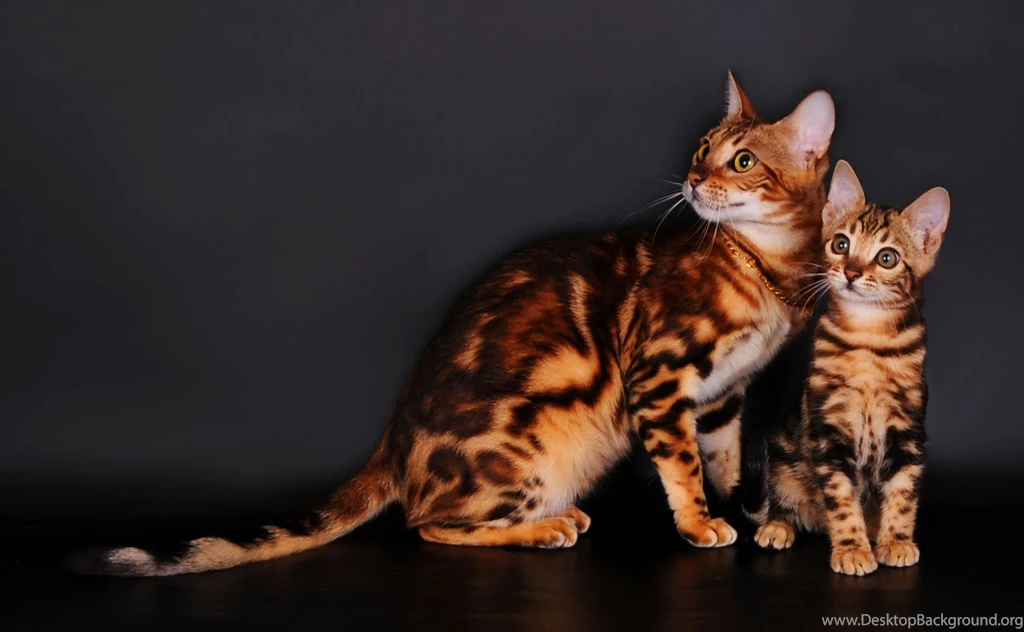 Cats Photo Wallpapers, Pictures With Cats / Page 87