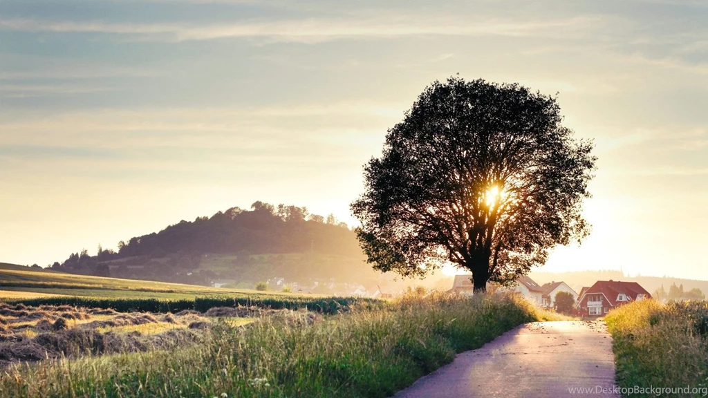 Beautiful Tree Photography HD Wallpapers BestePics