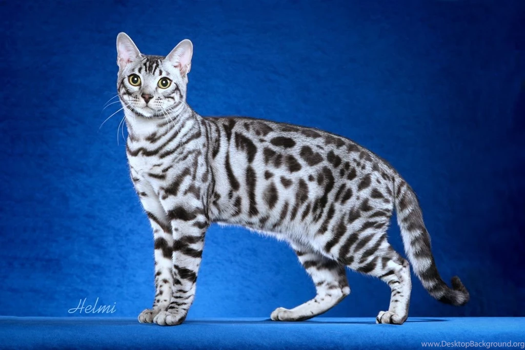 White Bengal Cat   Wallpaper.