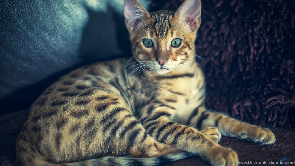 Download Wallpapers Bengal Cat (1920 X 1080 HDTV 1080p). Desktop ...