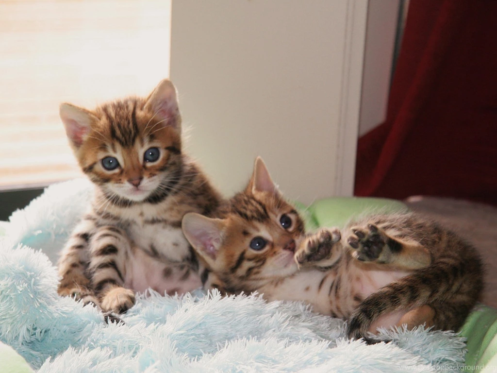 Two Cute Bengal Cat Wallpapers   Cute Cat Wallpapers