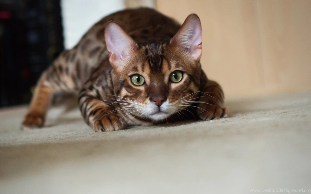 Bengal Cat Wallpapers HD Download