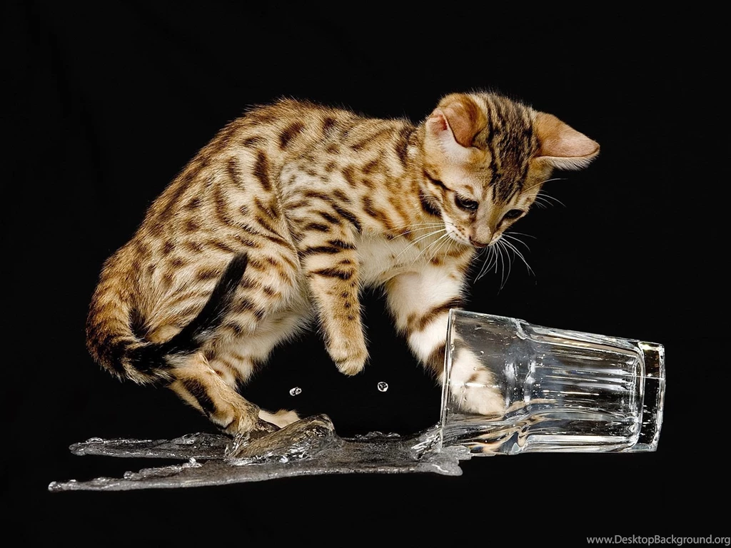 Bengal Cat Spilled Water Wallpapers And Images   Wallpapers ...