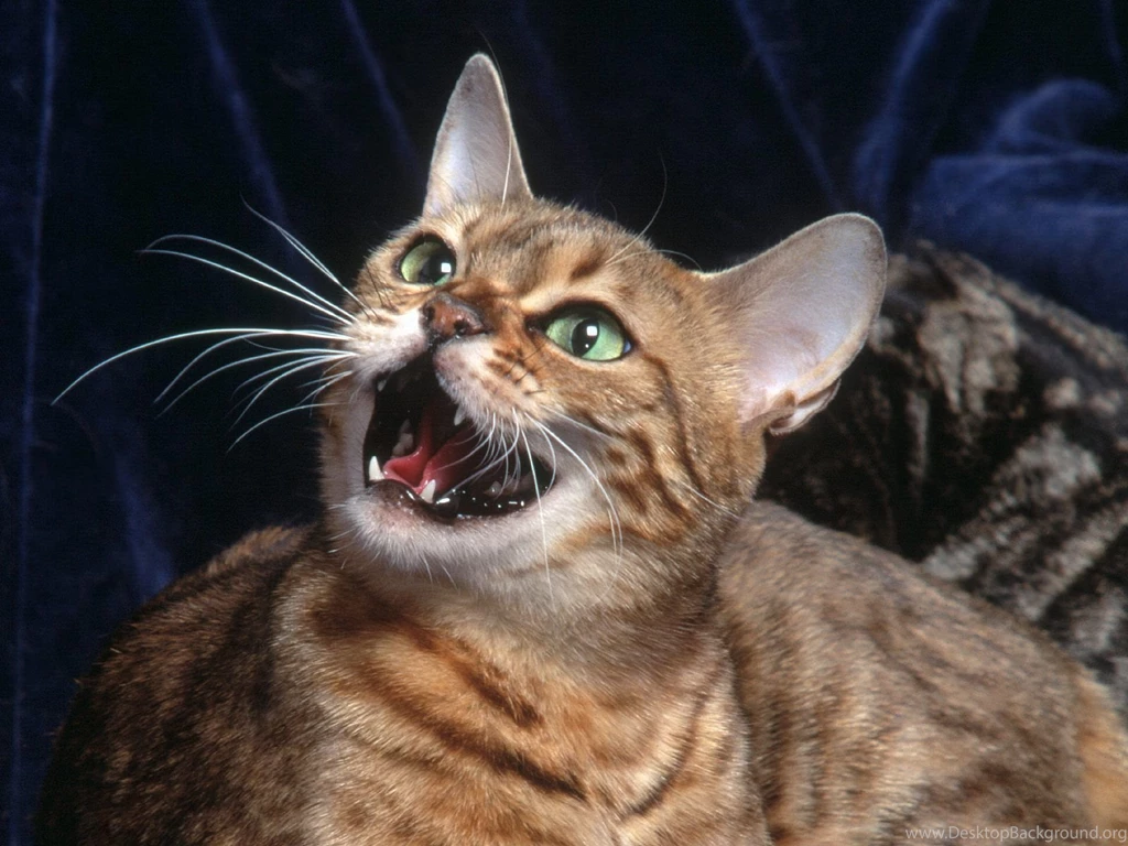 Free Wallpapers An Irritated Bengal Cat