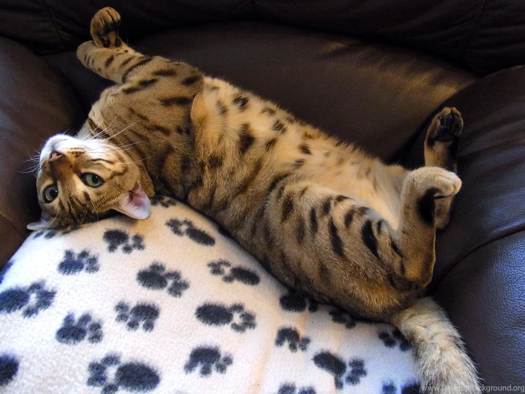 Bengal Cat Relaxes On A Chair Wallpapers And Images   Wallpapers ...
