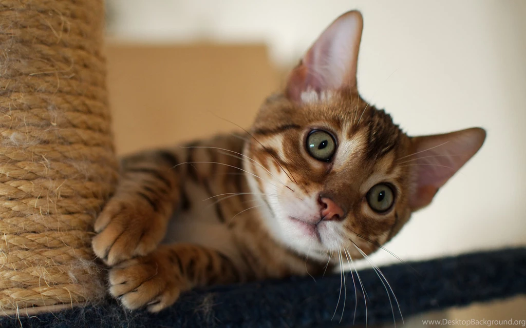 Playful Little Bengal Cat Wallpapers And Images Wallpapers ...