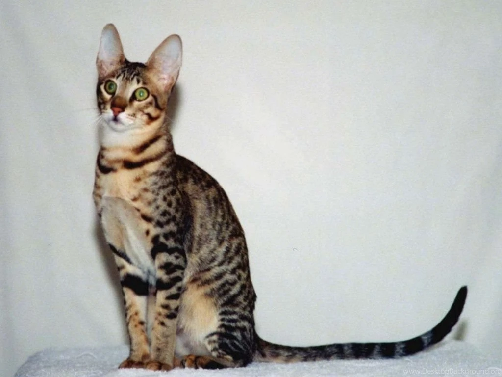 Bengal_cat_pc_wallpaper 1024x768.jpg