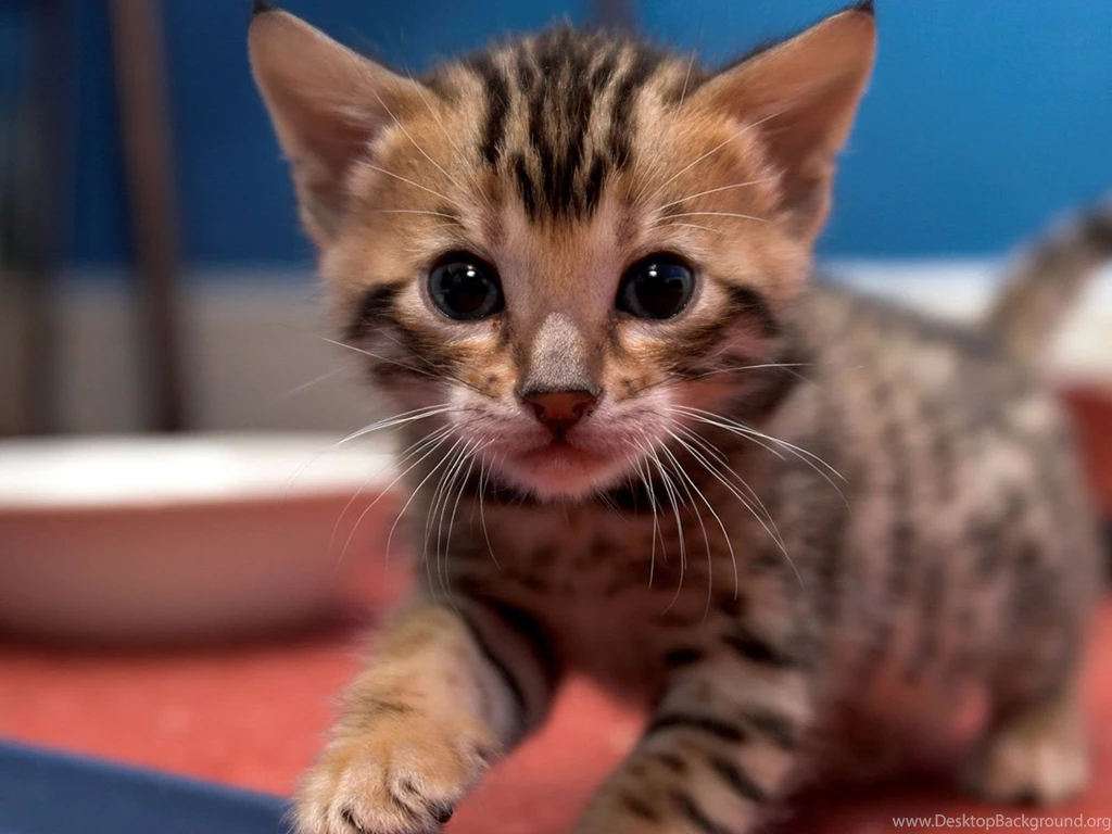 Small Beautiful Bengal Cat Looking For Mom Wallpapers And Images ...