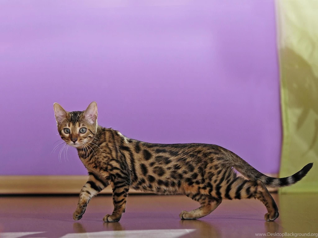 Bengal Cat [3]   Seourpicz