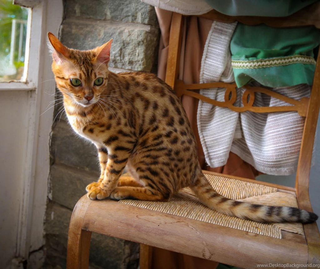 Bengal Cat Sits On A Chair Wallpapers And Images   Wallpapers ...