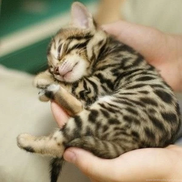 Baby Bengal Cat   Wallpaper.