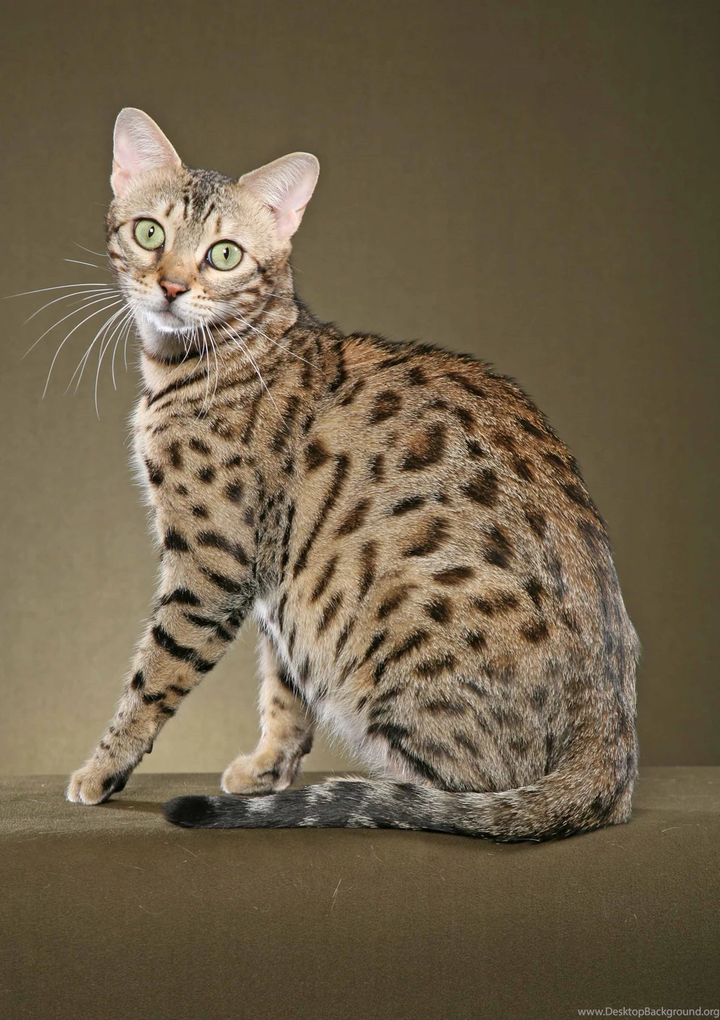 Domestic bengal cats 10   Magic4Walls.com