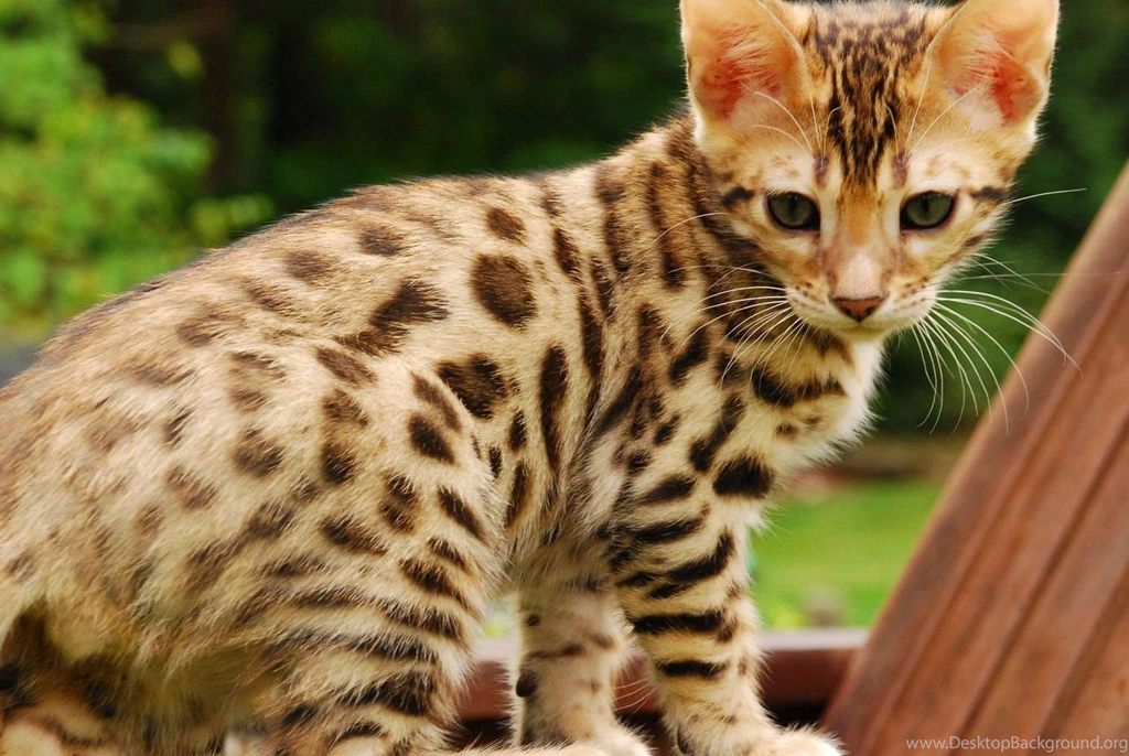 1280x857px Bengal Cat Small