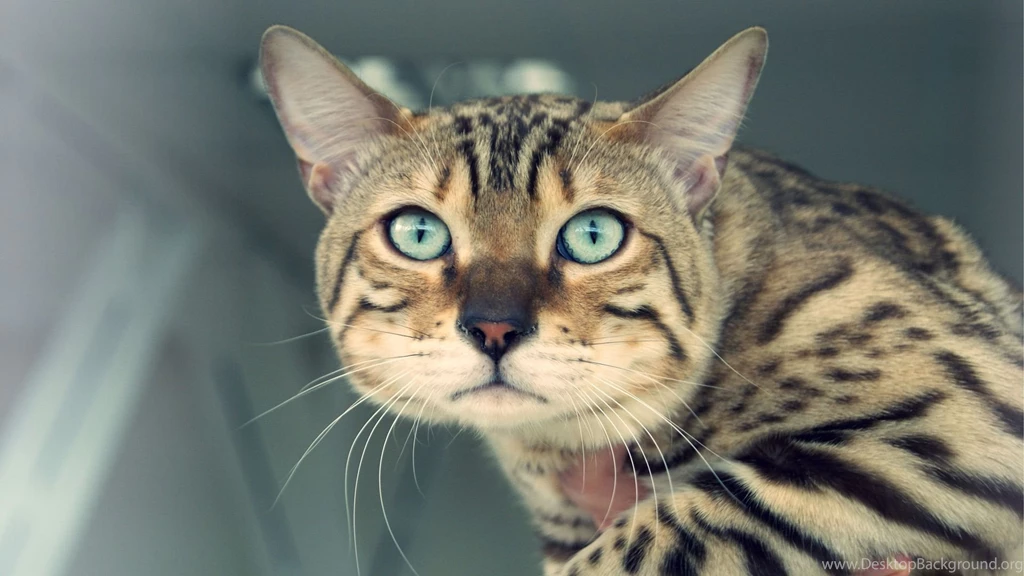 Dull Bengal Cat Wallpapers And Images   Wallpapers, Pictures, Photos