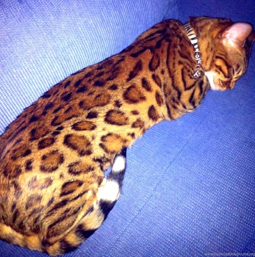 Рассмотрите фотографию пятнистой кошки породы бенгальская. Мраморный бенгальский кот. Кот бенгал мраморный. Бенгальская кошка голубой Марбл. Бенгал Браун.