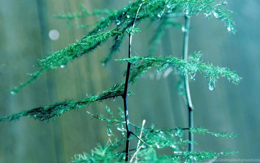 Best Green Plant Macro Wallpapers Best