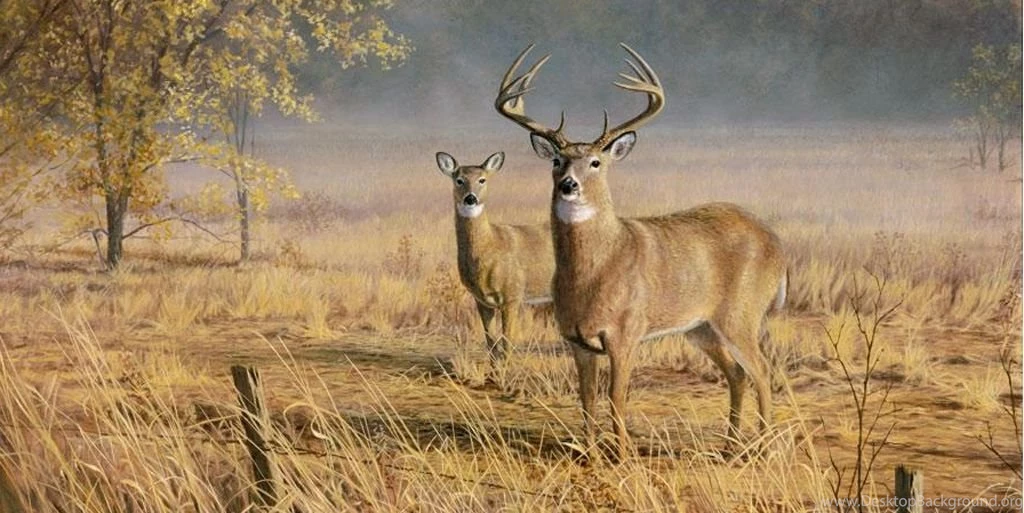 Big Buck Wallpapers Wallpapers Cave