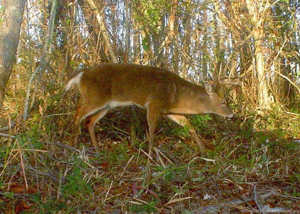 Free Download Outdoor Wallpapers   Big Buck Sneaking Wallpapers