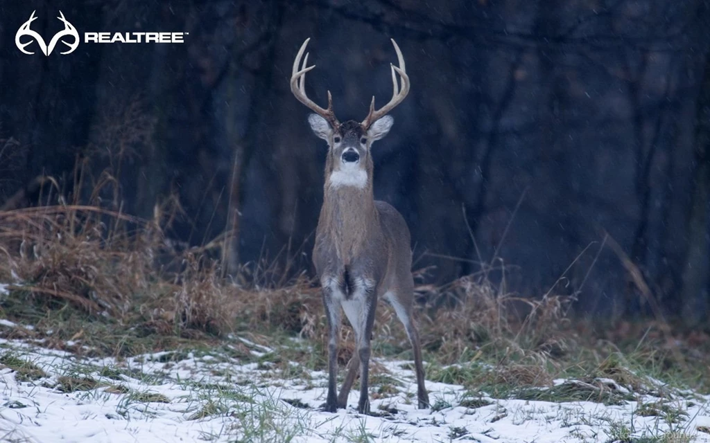 Realtree Desktop Wallpapers HD Wallpapers And Pictures