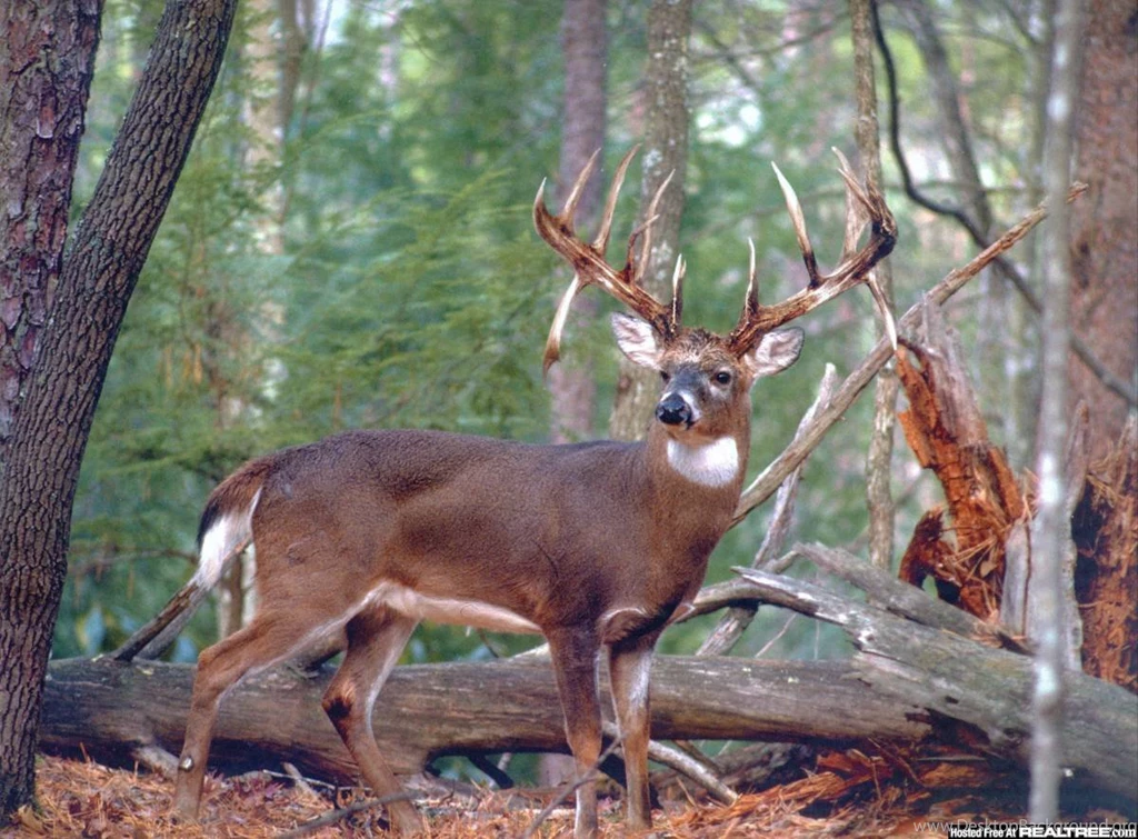 Realtree Desktop Wallpapers   HD Wallpapers And Pictures