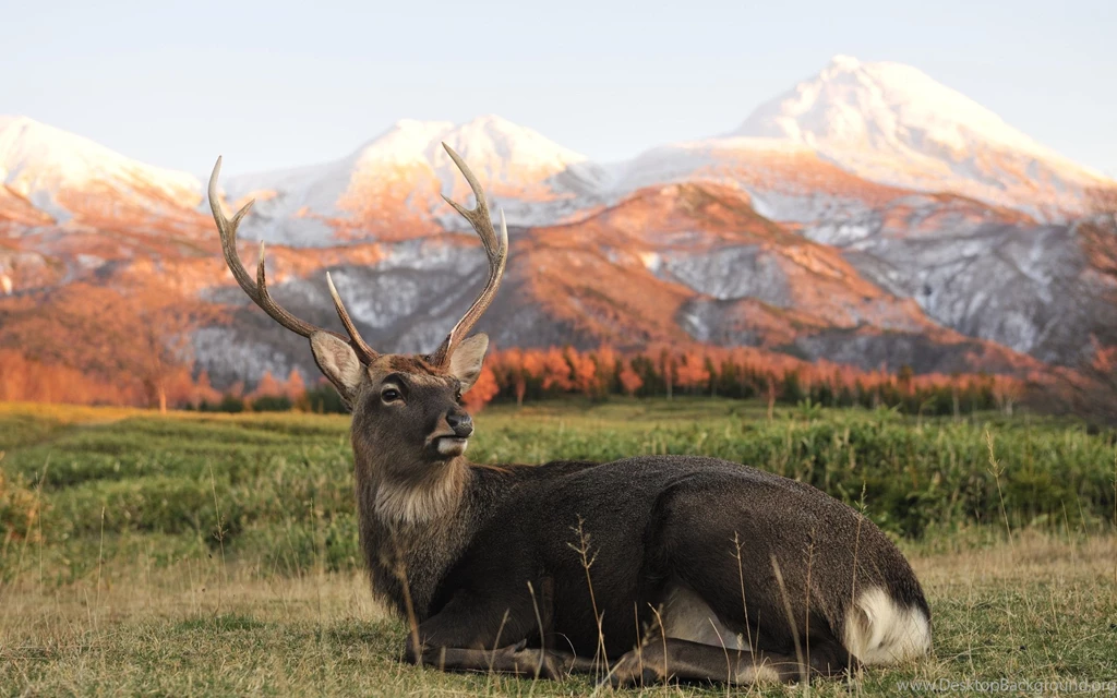 Mountain Buck Wallpapers
