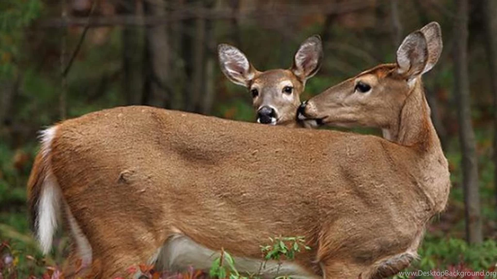 Deer Shh Stay Won Doe Buck Deer Fawn Nature Animals Wildlife ...