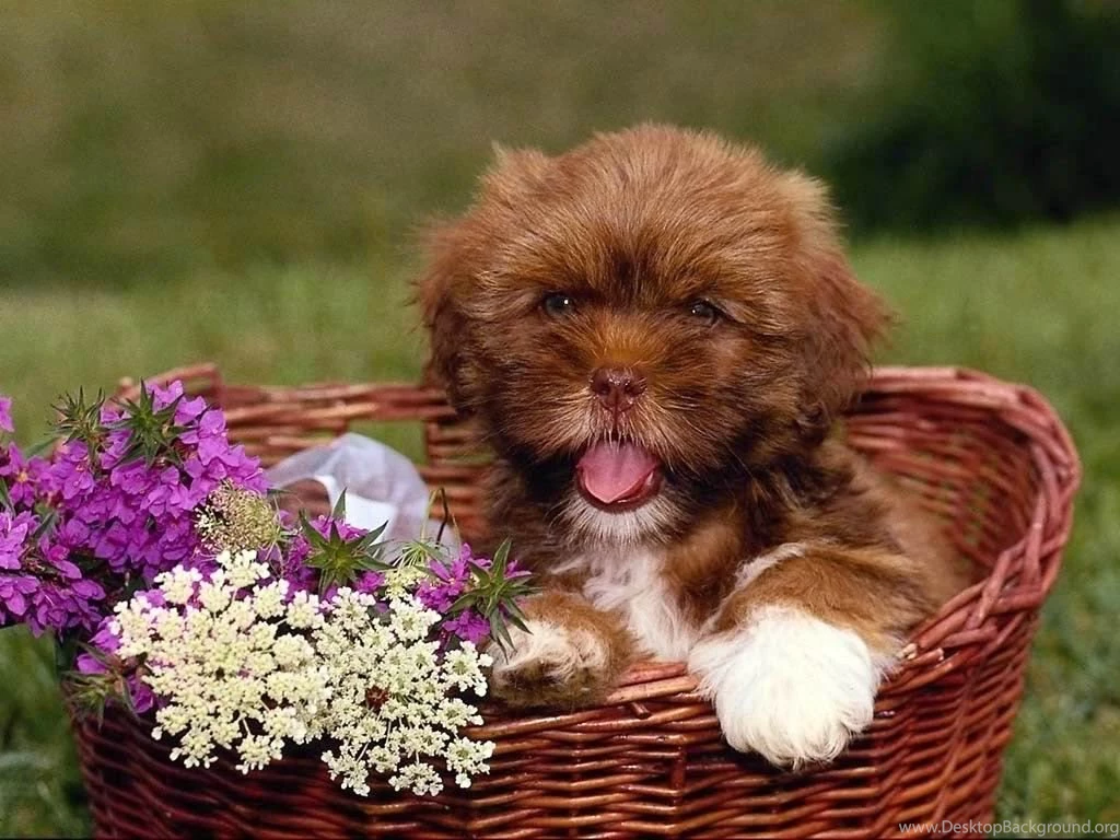 Good Home Puppy