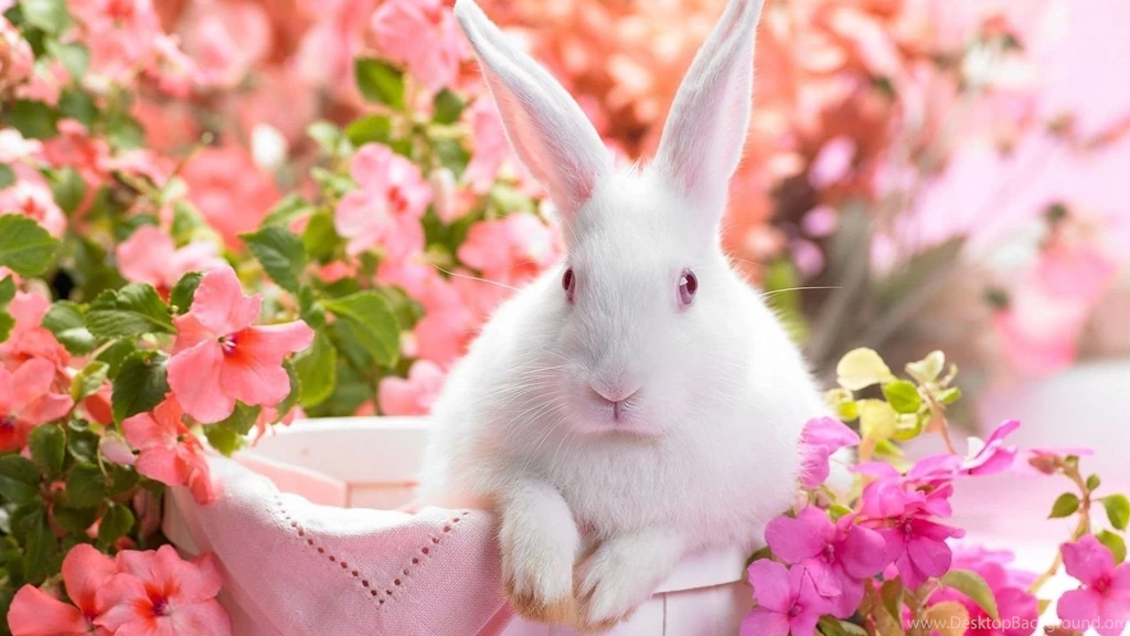 Cute Wallpapers Free Download For Desktop Newwallpapershits.com