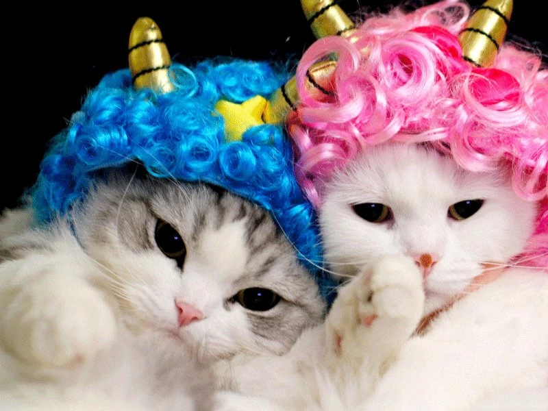 CUTE PAIR Wallpapers In 800x600 Resolution