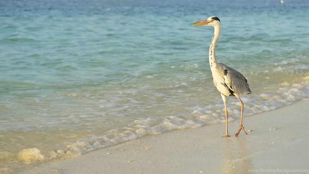 Download Wallpapers 1920x1080 Bird, Sea, Shore, Long Legs, Walk ...