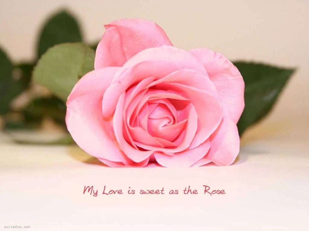 Sweet Love Quotes Wallpapers To Say My Love Is Sweet As Flower
