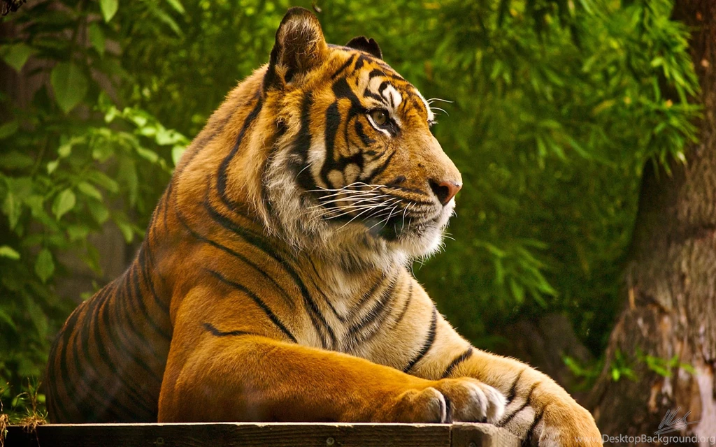 Download Tiger Wallpapers For Desktop.jpg