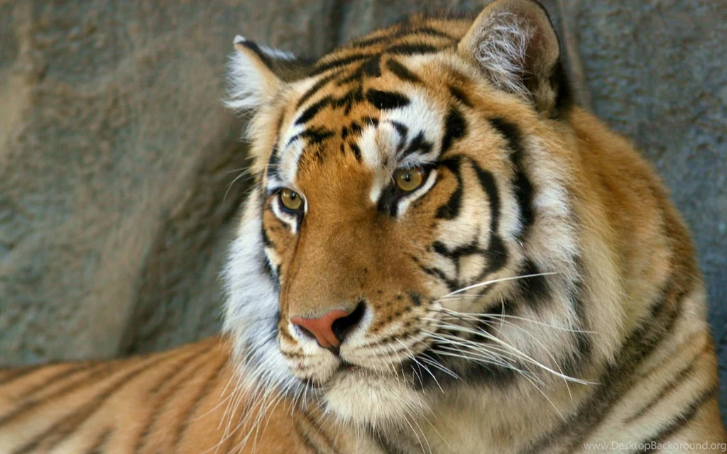 Tiger Computer Wallpapers, Desktop Backgrounds