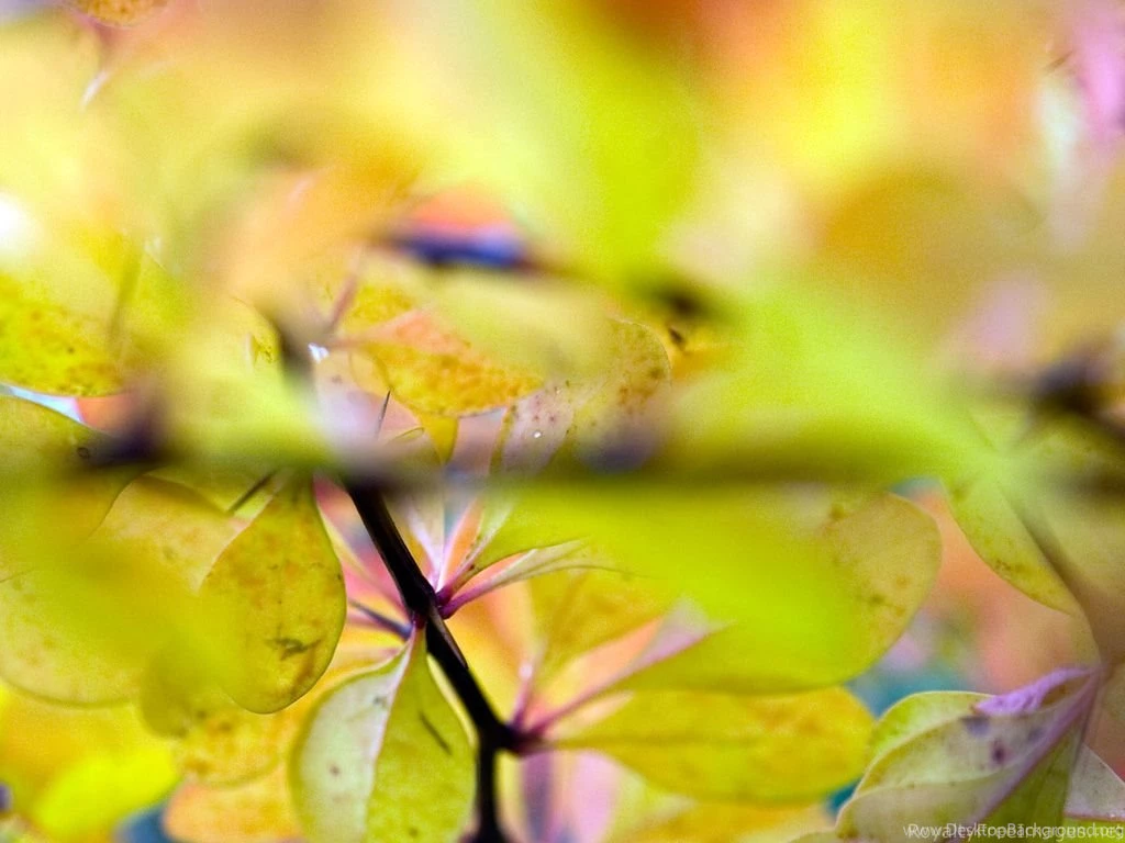 Royalty Free Stock Photos Free HD Wallpapers Lovely