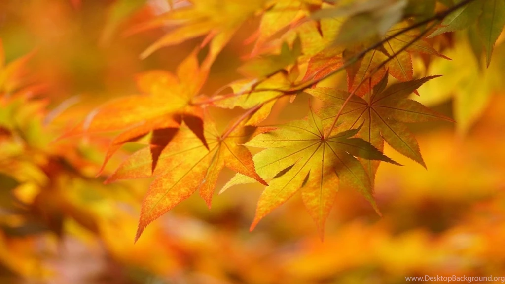 1600x900 Leaves In Autumn Wallpapers