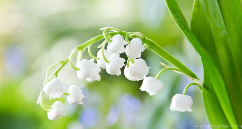 Hd Wallpapers, Nature Images, Free Download Images, Plants, Fresh ...