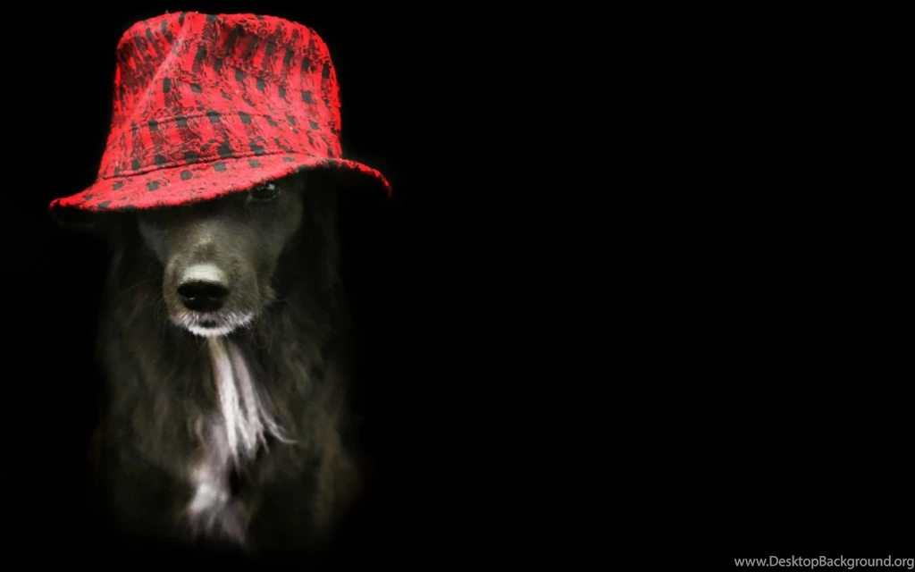 Dogs: New Red Hat Animal Black Dog Catel Hat1 Free Wallpapers For ...